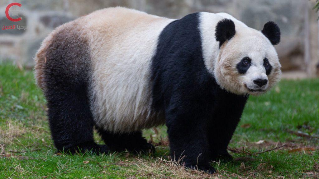 تعرف على الباندا العملاق في الصين