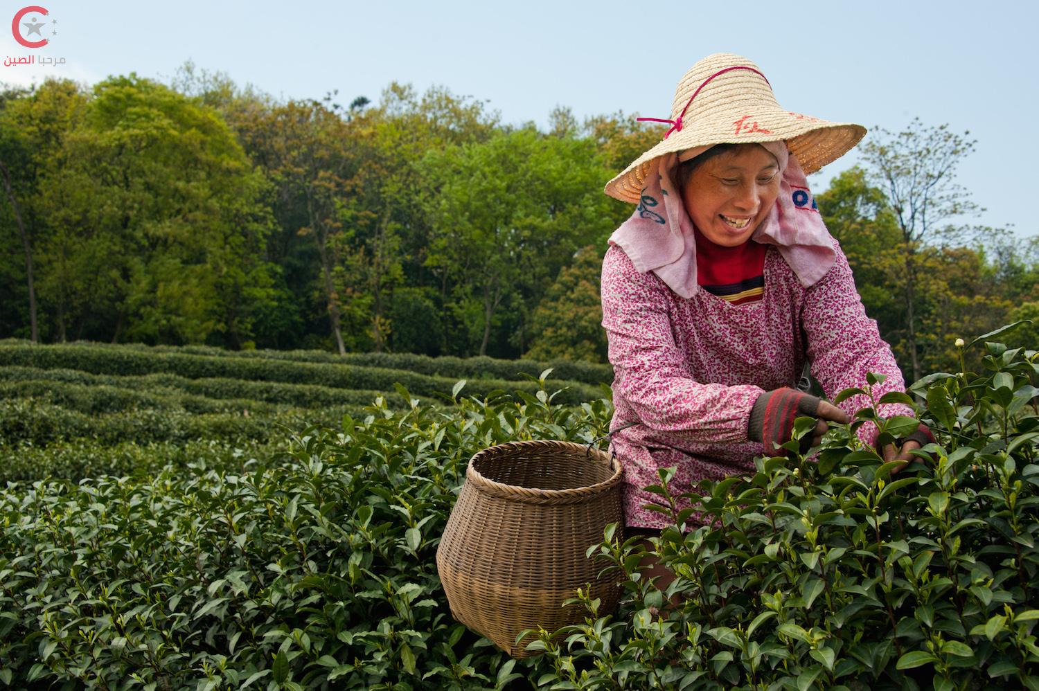 زراعة الشاي في الصين