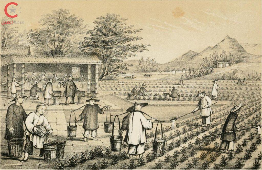 تاريخ الشاي في الصين